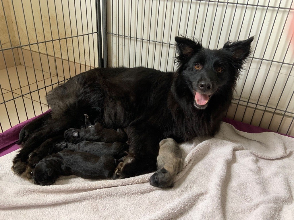 chiot Berger des Pyrenees à face rase de la Porte des Touim's