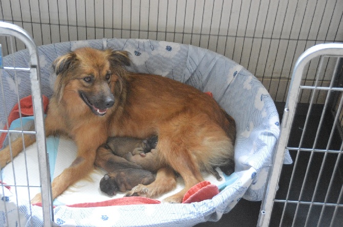 de la Porte des Touim's - Naissance des chiots de Fox du Pic d'Espade et d'Imogène du Pic d'Esp