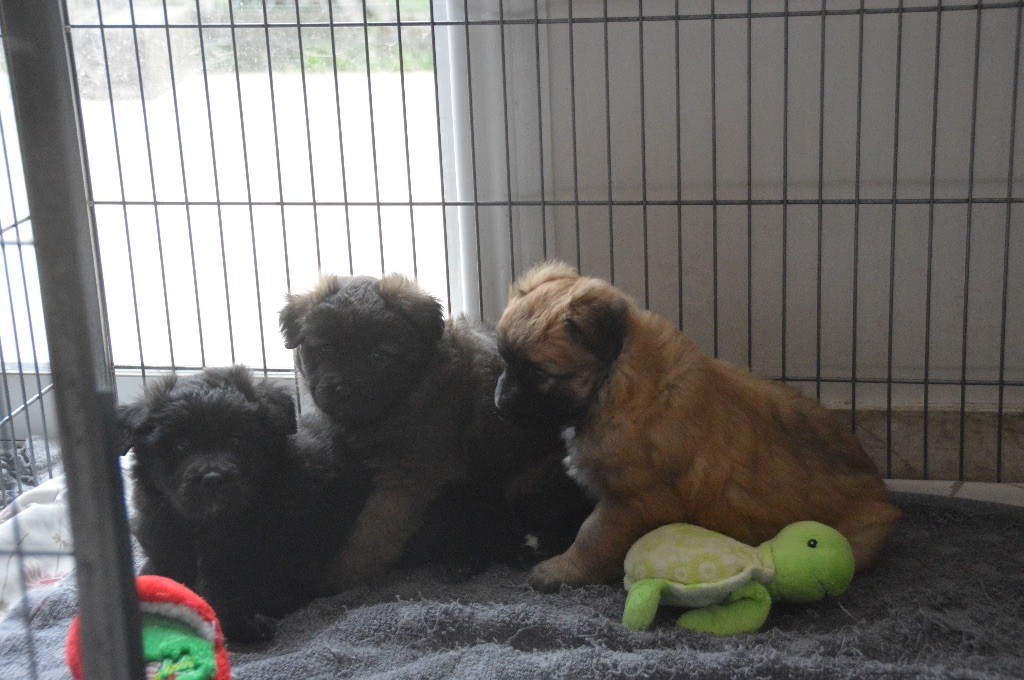 de la Porte des Touim's - Nouvelles photos des chiots d'Iziliz